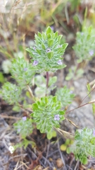 Pogogyne zizyphoroides