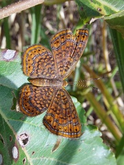 Calephelis laverna