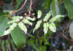 Lygodium reticulatum