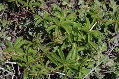 Cyphostemma quinatum