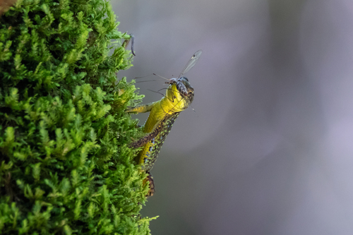 Brauner's Rock Lizard, Mount Akhun, Краснодарский край, Россия, photo 3 of 10