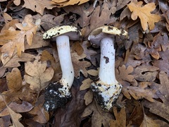 Cortinarius intricatus