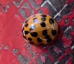 Harmonia axyridis
