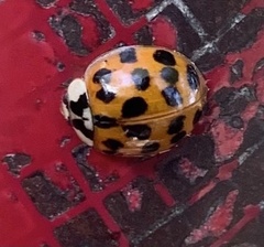 Harmonia axyridis
