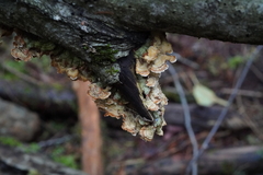 Stereum sanguinolentum