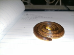 Atractus trilineatus