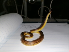 Atractus trilineatus