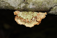 Stereum sanguinolentum