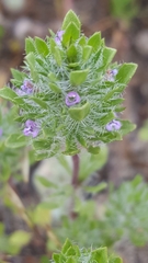 Pogogyne zizyphoroides