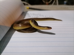 Atractus trilineatus