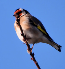 Carduelis carduelis