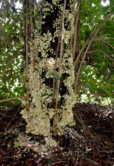 Syzygium cormiflorum