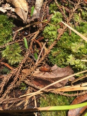 Sphictostethus nitidus