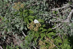 Cyphostemma quinatum