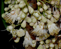 Syzygium cormiflorum