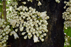 Syzygium cormiflorum