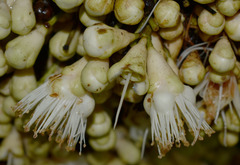 Syzygium cormiflorum