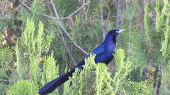 Quiscalus mexicanus