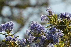 Ceanothus papillosus