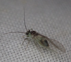 Stenopsocus
