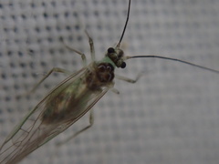Stenopsocus
