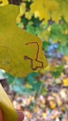 Stigmella speciosa