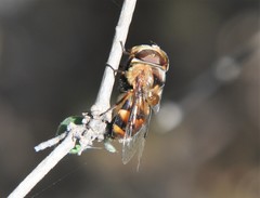 Copestylum quadratum