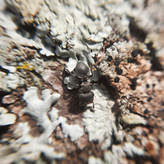 Cephalotes borgmeieri