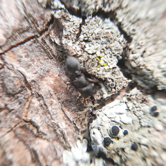 Cephalotes borgmeieri