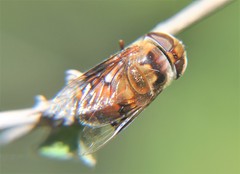 Copestylum quadratum