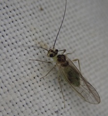 Stenopsocus