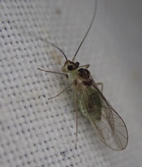 Stenopsocus