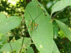Mionochroma vittatum