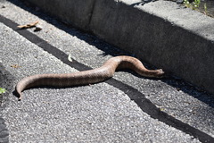 Acanthophis antarcticus