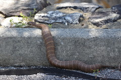 Acanthophis antarcticus