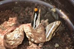 Adelpha iphicleola