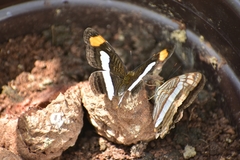 Adelpha iphicleola