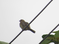 Sporophila minuta