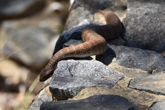 Acanthophis antarcticus