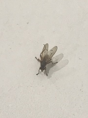 Diptera