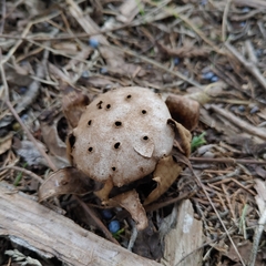 Myriostoma