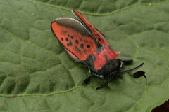 Edebessa nigropuncta