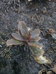 Kalanchoe fedtschenkoi