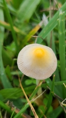 Bolbitius titubans