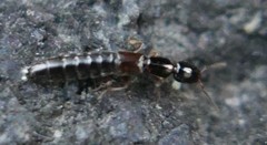 Staphylinidae