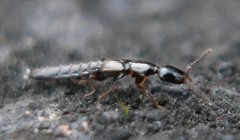 Staphylinidae