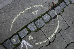 Marchantia polymorpha