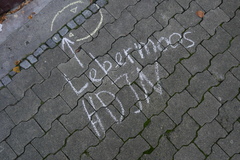 Marchantia polymorpha