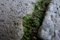 Marchantia polymorpha