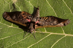 Adhemarius sexoculata